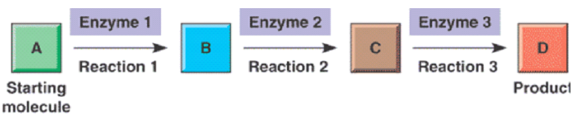 Metabolic Pathway.png